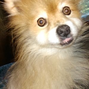 Meet your Posher, Toni